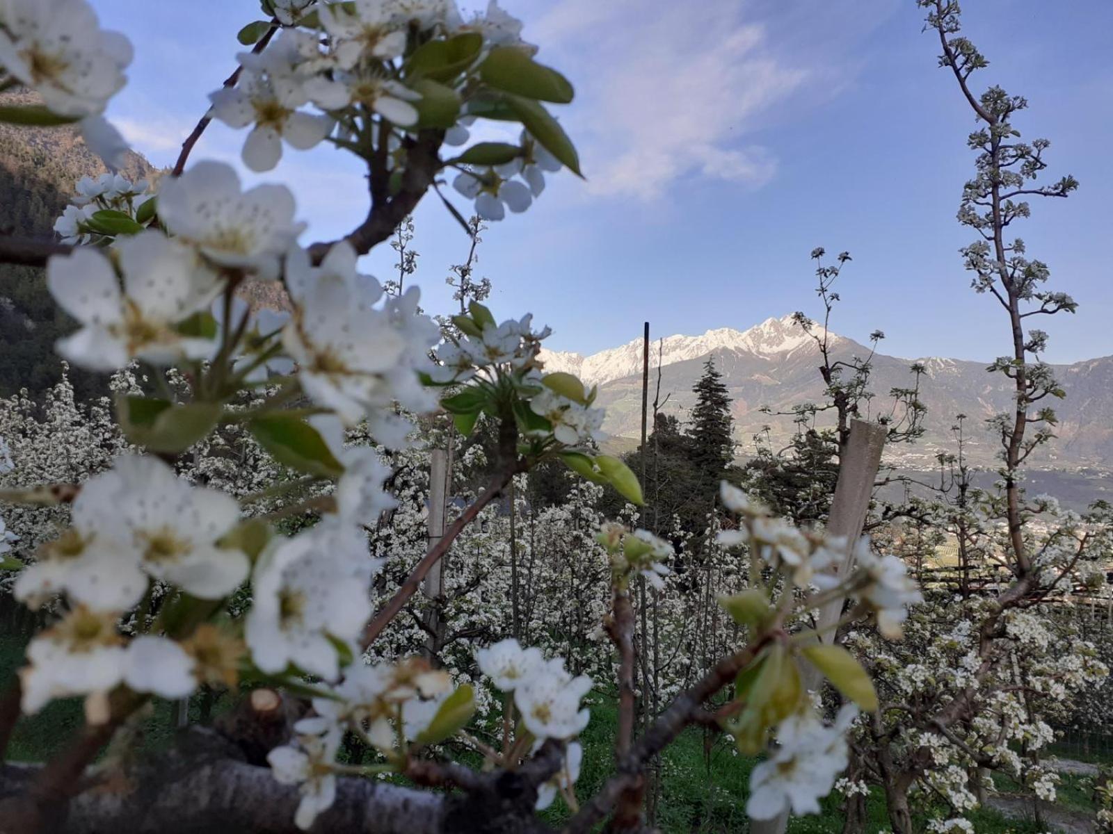 Froehlichhof Wohnung Apfelbluete Algund Buitenkant foto